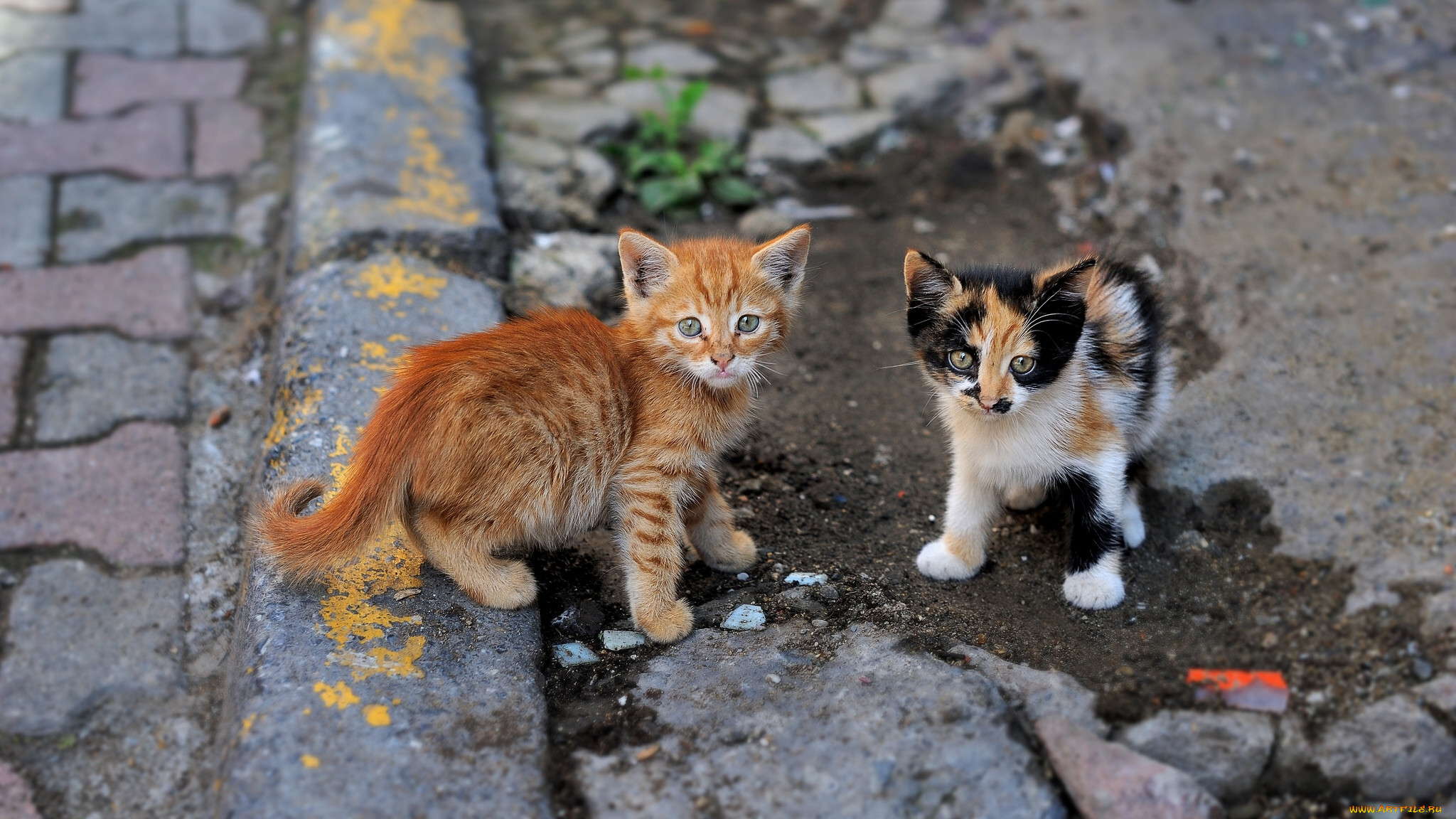 Подобрала кошку улицы. Бездомные котята. Бездомный кот. Уличные котята. Бездомный котенок на улице.